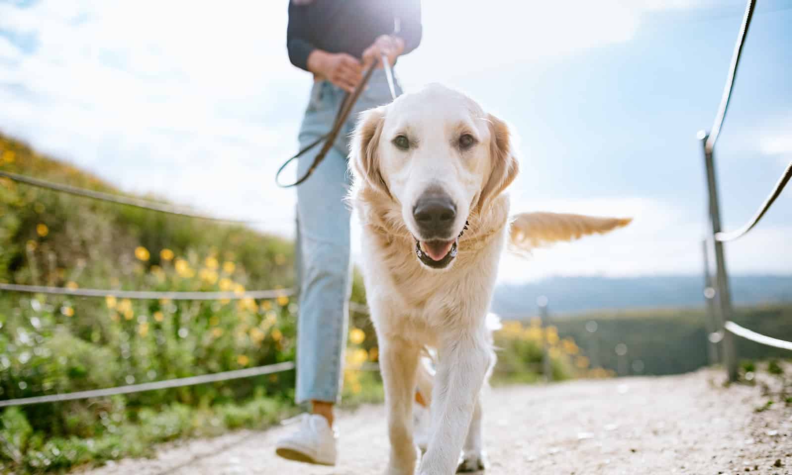 Dog on a leash