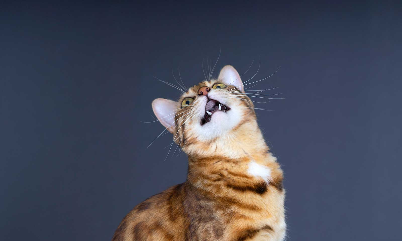 A cat meowing