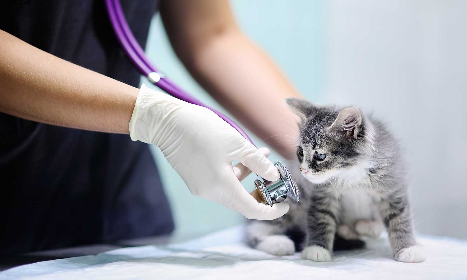 Kitten being examined