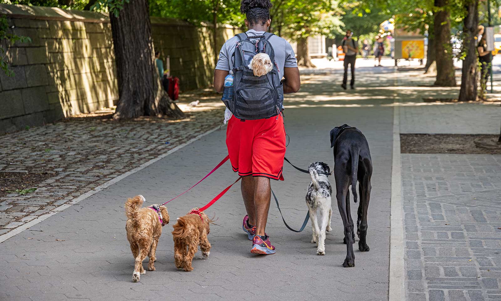 A man walking several dogs