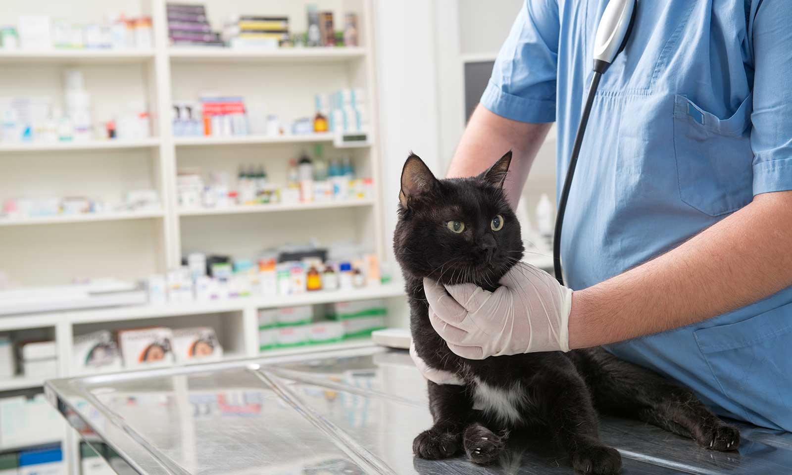 A cat with a vet tech in front of a pharmacy shelf