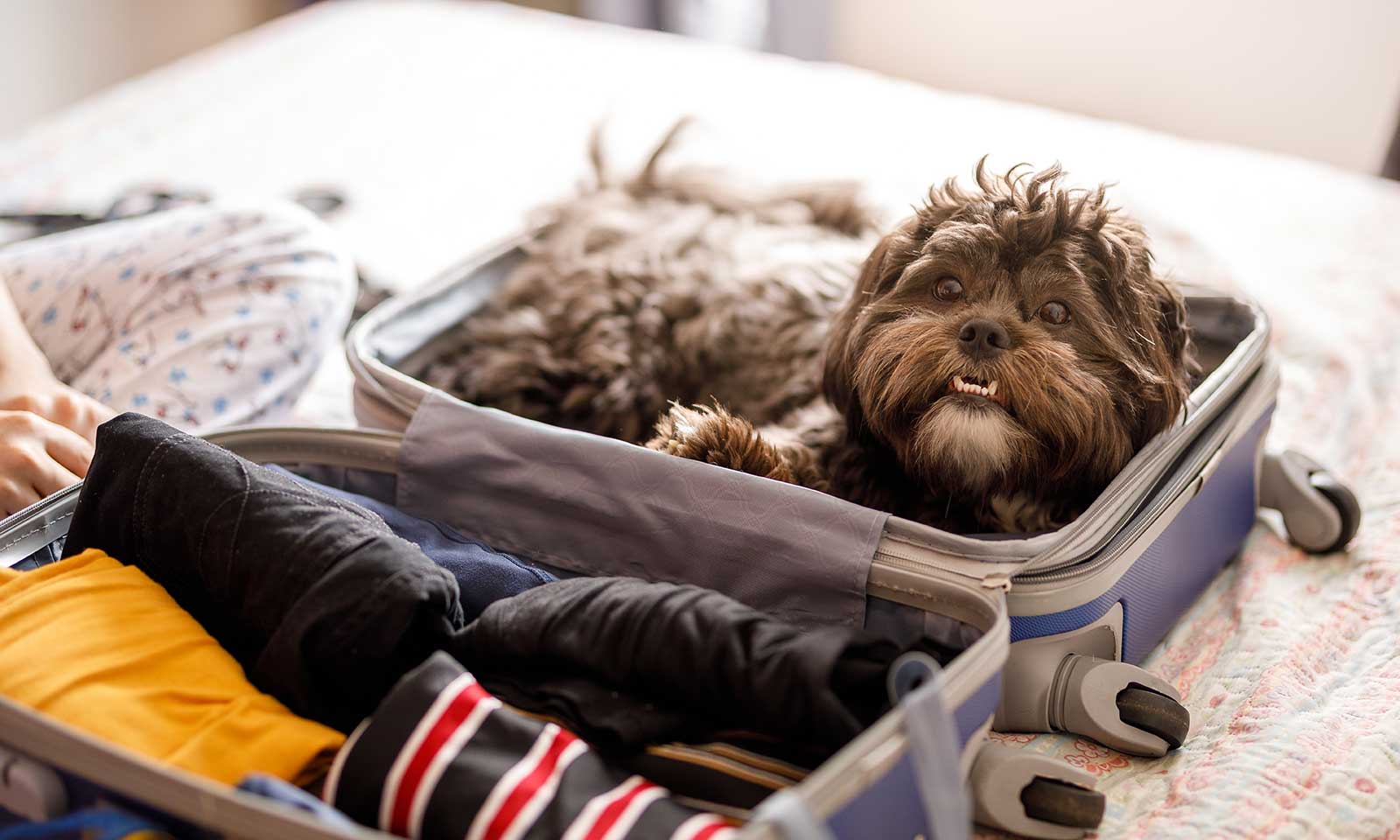 A dog in a suitcase