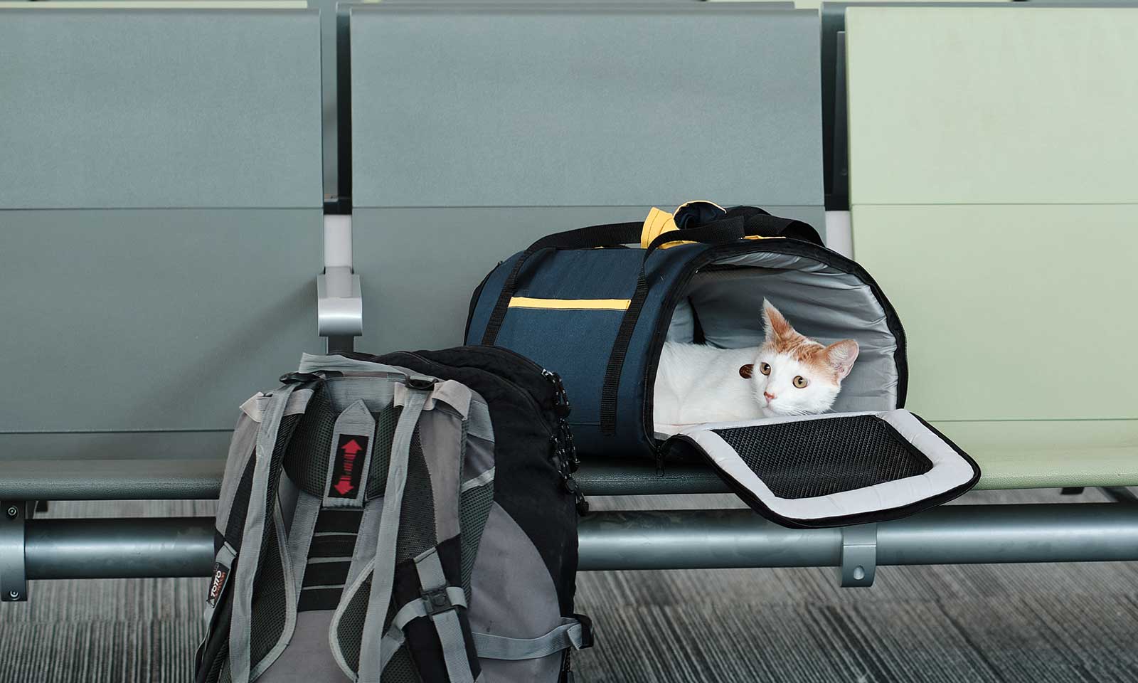 A cat in a travel carrier at the airport